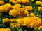 Thistle Butterfly - Distelvlinder on orange yellow summer flower blurred background. Marigold Tagetes garden flower.