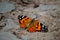 Thistle butterfly, Vanessa cardui, beautiful summer butterfly, Moravia, Czech Republic