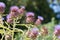 Thistle. Cardoon Cynara cardunculus or artichoke thistle selec