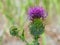 Thistle  - Carduus acanthoides, known as the spiny plumeless thistle, welted thistle, or plumeless thistle