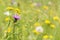 Thistle and catsear flower