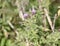 Thistle close up at Minsmere