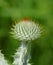 Thistle is the common name of a group of flowering plants