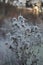 Thistle covered with hoarfrost