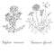 Thistle and Dandelion hand drawn. Silybum marianum and Taraxacum officinale