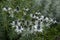 Thistle, Eryngium giganteum, Miss Willmott`s ghost at Bourton House and gardens, Moreton-in-Marsh