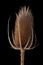 Thistle fall dried wild flower isolated on black