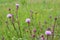 Thistle field (Cirsium arvense) grows and blooms among herbs