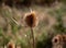 Thistle in the field very thorny dangerous to touch