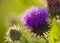 Thistle flower