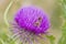 Thistle flower