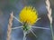 Thistle flower