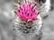 Thistle flower background