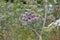 Thistle with flower with blurry background