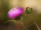 A Thistle Flower and Bud in Dappled Daylight