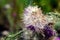 Thistle flower (Carduus crispus)