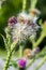 Thistle flower (Carduus crispus)