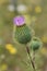 Thistle flower Cirsium vulgare