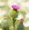 Thistle, flower closeup and nature outdoor with environment, Spring and natural background. Ecology, landscape or