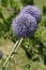 Thistle flower Echinops ritro