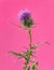 Thistle in flower in front of a pink background