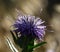 Thistle flower with many small insects