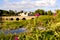 Thistle flower plant with historic Adare town in Ireland