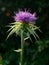 Thistle flower, purple