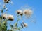 Thistle flower releasing its achenes in the wind