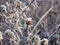 Thistle Flower in the Snow: Frozen in time, a prairie wildflower thistle covered in morning frost on an early winter morning close