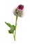 Thistle flower on white background