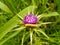 Thistle flower with worm