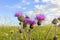 Thistle flowers