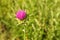 Thistle flowers