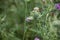 Thistle flowers with bees and butterflies