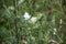 Thistle flowers with bees and butterflies