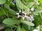 Thistle flowers (Calotropis gigantea) are infested with black bees