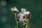 Thistle flowers with fluff on blurred background