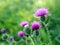 Thistle flowers outside