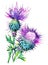 Thistle flowers over white background. Generative AI illustration in vivid watercolor style