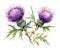 Thistle flowers over white background in a vivid watercolor style.