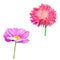 Thistle flowers, Pink Daisy, Poppy flower