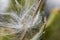 Thistle fluff with a tiny ant inside stuck in a grass stalk