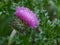 Thistle - fluffy flower