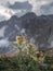 Thistle in front of mountain cliffs at Three Peaks and Paternkofel in the Dolomite Alps in South Tyrol with clouds