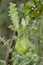 Thistle Gall on Creeping Thistle