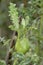 Thistle Gall on Creeping Thistle