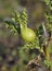 Thistle Gall on Creeping Thistle