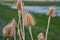 Thistle on a grassy field near a flooded area.