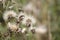 Thistle head closeup picture. Nature background. Soft focus and bokeh